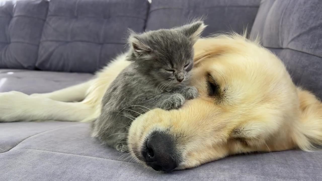 Adorable Bond Between Golden Retriever and Tiny Kitten