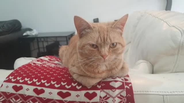 Close-Up Video Of Cat Resting On The Sofa