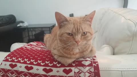 Close-Up Video Of Cat Resting On The Sofa