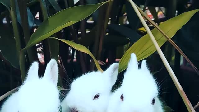 Little rabbits))They are so cute look)))