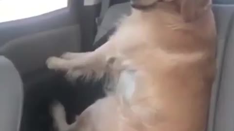 Best Funny Animal Videos 2022 😺 Funny Dog Videos 2022 😁 Funniest Dog Videos 😁😇