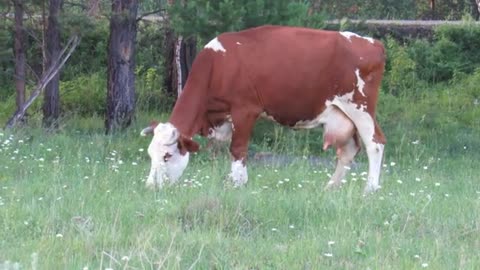 A cow is grazing