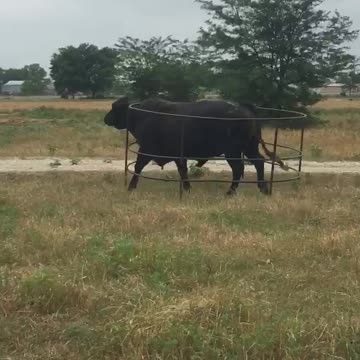 Bull Wanders A Farm With A Fence Stuck To Him