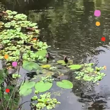Baby Coots April 7, 2022
