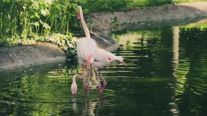 The Beauty Of Birds. Amazing Birds Clips.