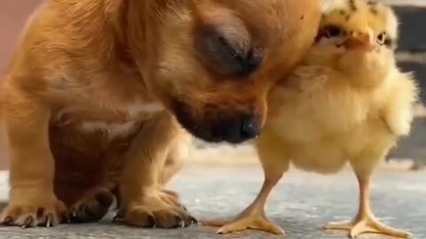 Dog love ,dog video