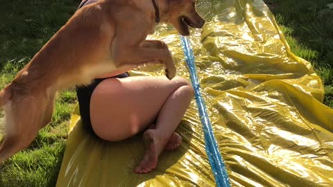 Joyful Dog Leaping Over Water Slide