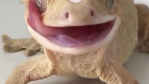 Giving a gecko a water crown💧👑