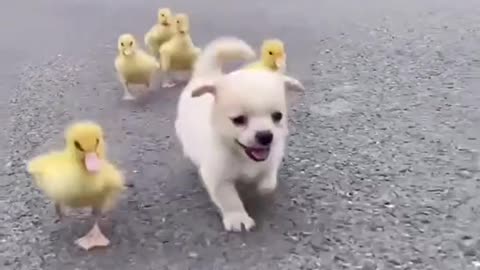 Little Ducks with Cute Dog