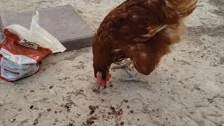 New hen