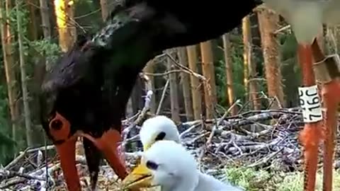 Natural life so beautiful