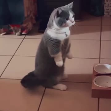 Why is the food bowl empty?