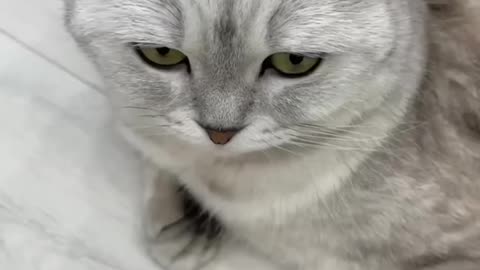 cut cat #funny Cats