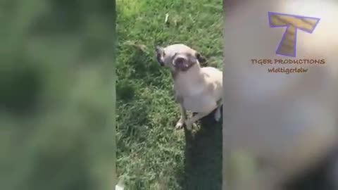 Animal videos are the funniest