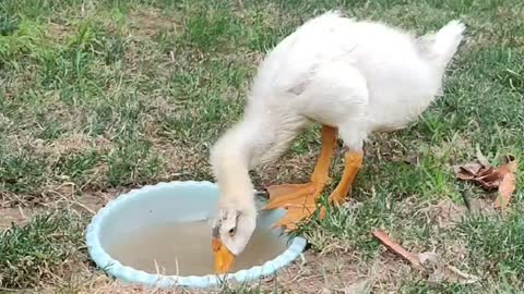 The cute duck is having fun and wagging its tail.