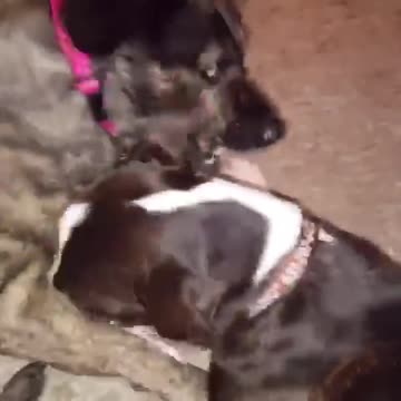 Imagine humans played like this … 14 seconds of pure smile