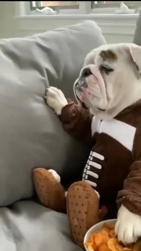 Mr. DON BULLDOG 🐶🐶🐶