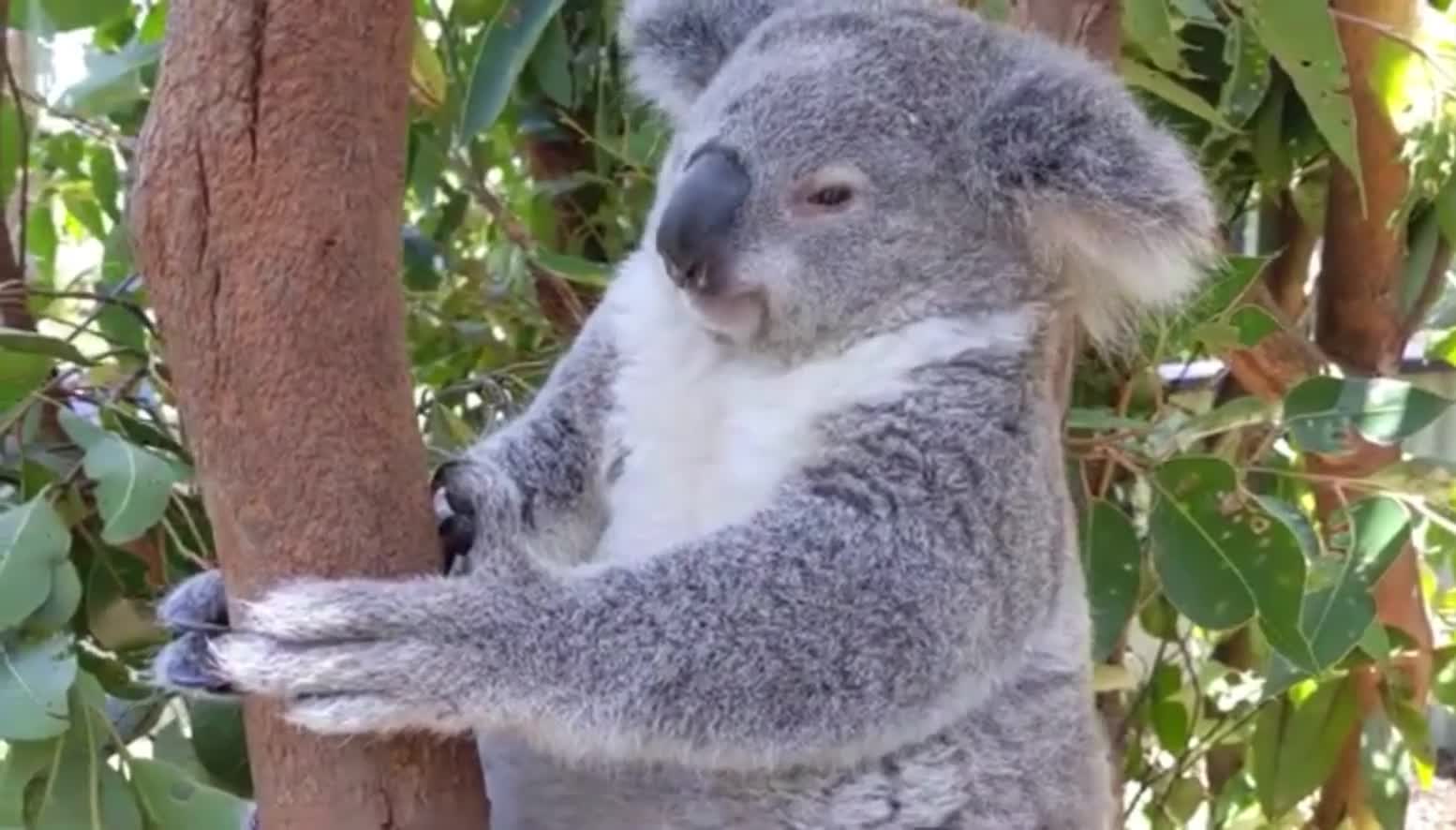 Koala Sneezes