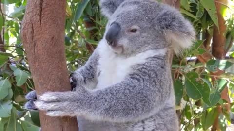 Koala Sneezes