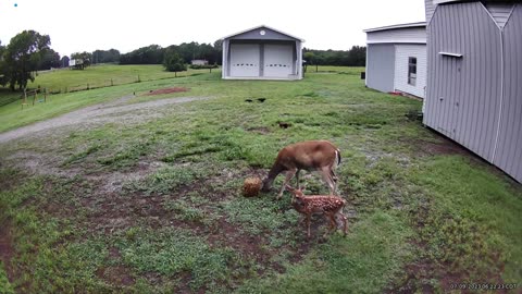 Baby deer