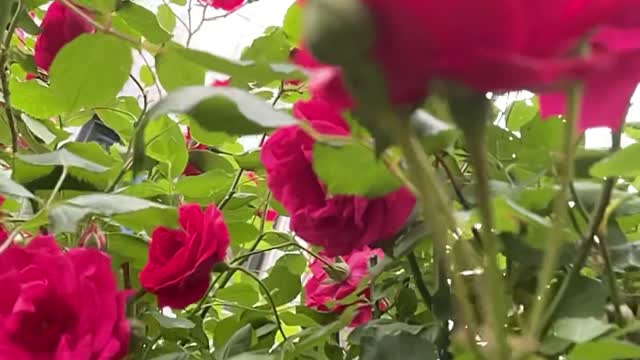 The rose's perspective from the bee