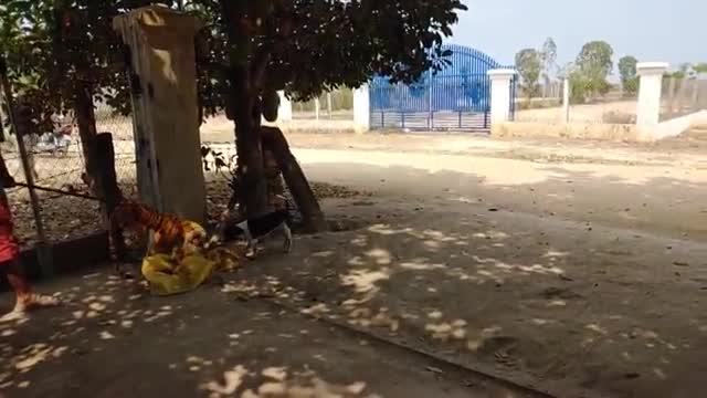 wow nice fake tiger pranks dog!try to not laugh challenge