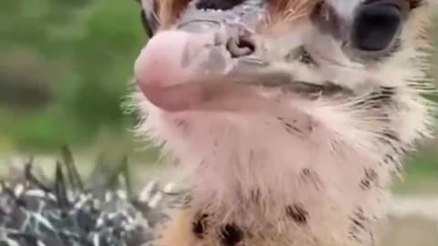 Funny Puppy|| Smart dog|| Cute Dog makes you Happy