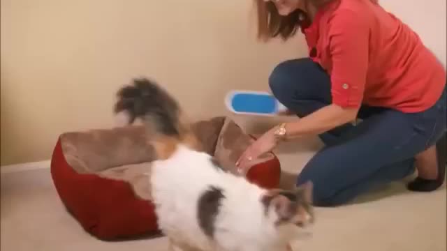 Pet and dogs Brush for their lovely hair