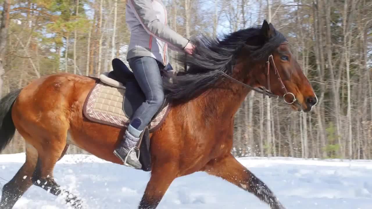 Snowy forest at spring. A woman riding a horse on a snowy ground