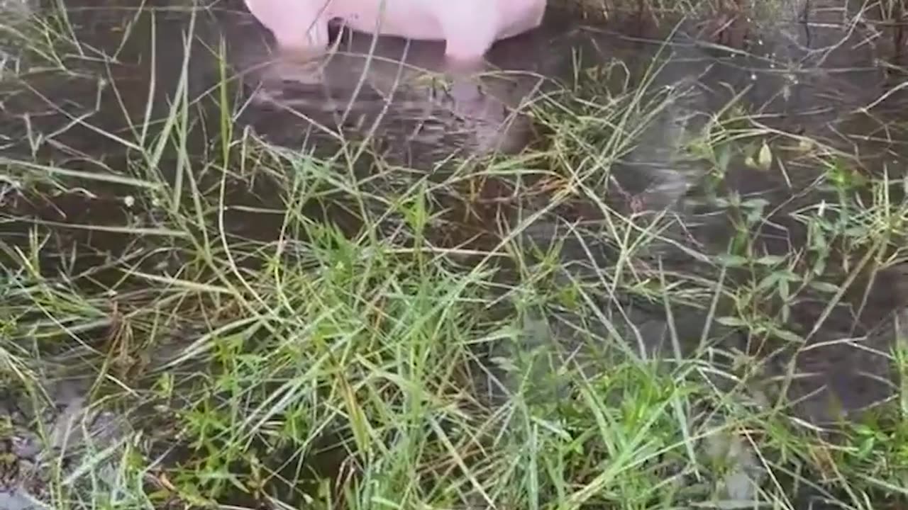 Highway Patrol Saves Abandoned Dog