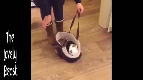 Cute Little Dog Fits perfectly in the bag ❤