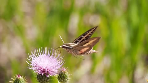 Butterfly -HD Video