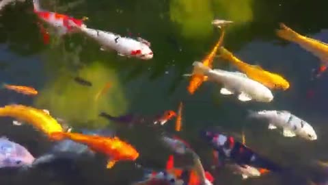 Rare fishes never seen .