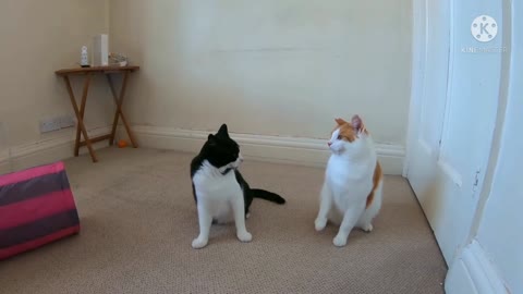 Cats Fighting