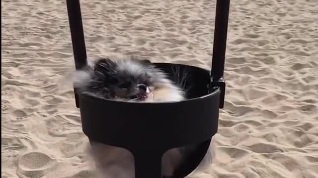 Mini Pomeranian and Funny and Cute Pomeranian Videos