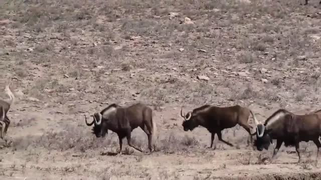 White-tailed wildebeest