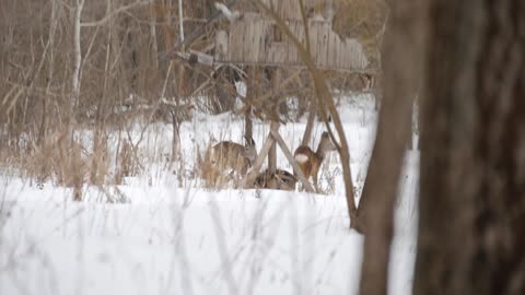 European roe deer (Capreolus capreolus) in the winter forest