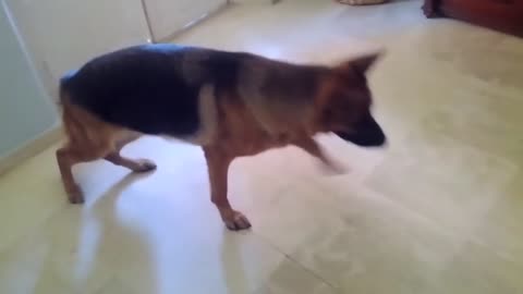 German Shepherd vs Talking Hamster