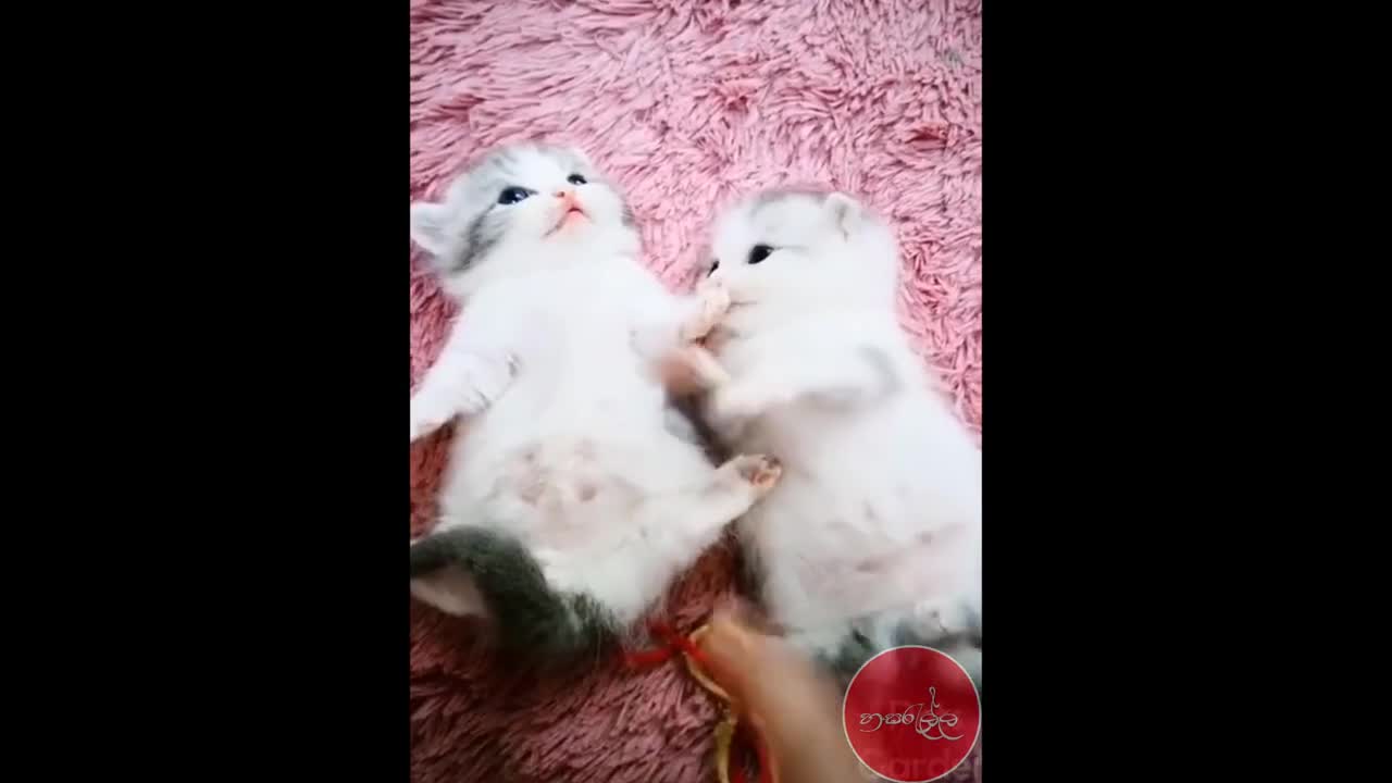 funny cat video