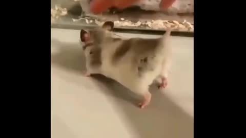 hamster