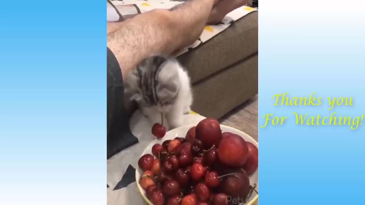 Funny Animals Compilation_Hilarious 4