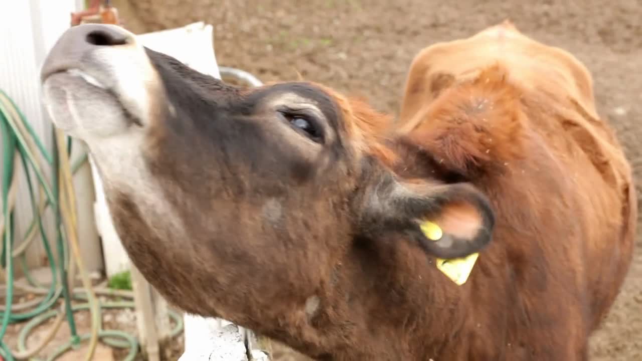 Cow Scrathing itself on Fence