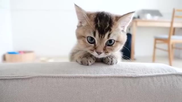 Kitten Kiki waiting for her owner's return is cute