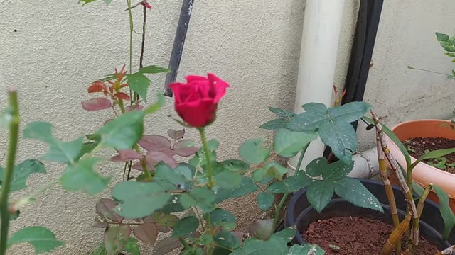 Lovely Rose from Home Garden !!!!