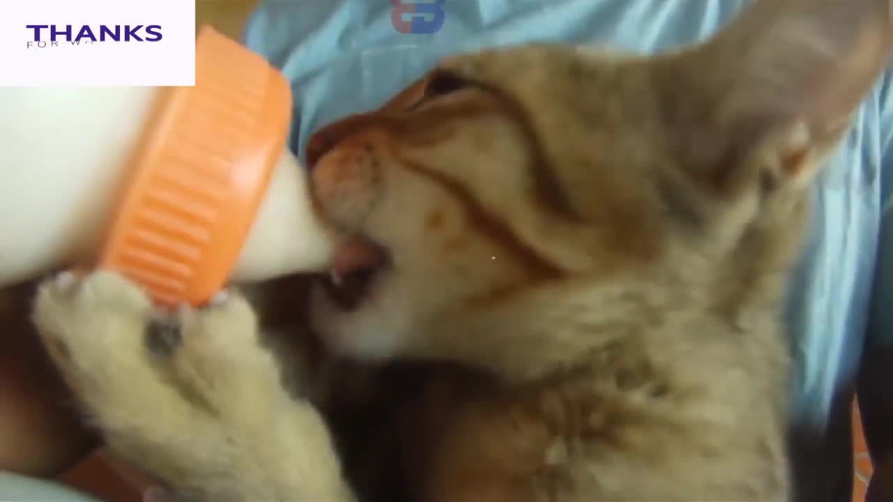 let's play buddy