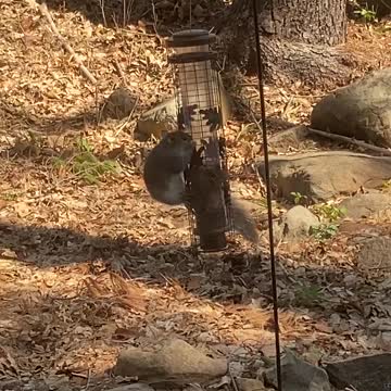 Hungry Squirrel Struggling