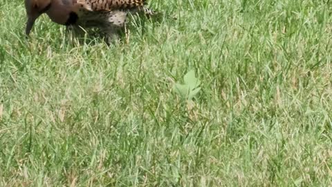 Northern Flicker