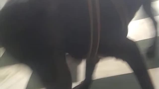 Play dog 2