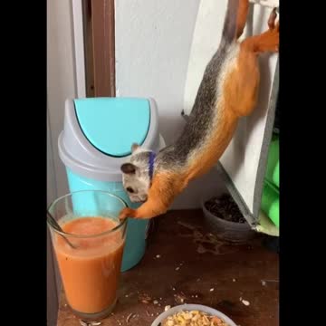 Just squirrel thing 🐿