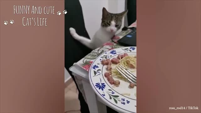 Hungry cat , tries to steal food off dinner plate